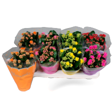 Kalanchoë
